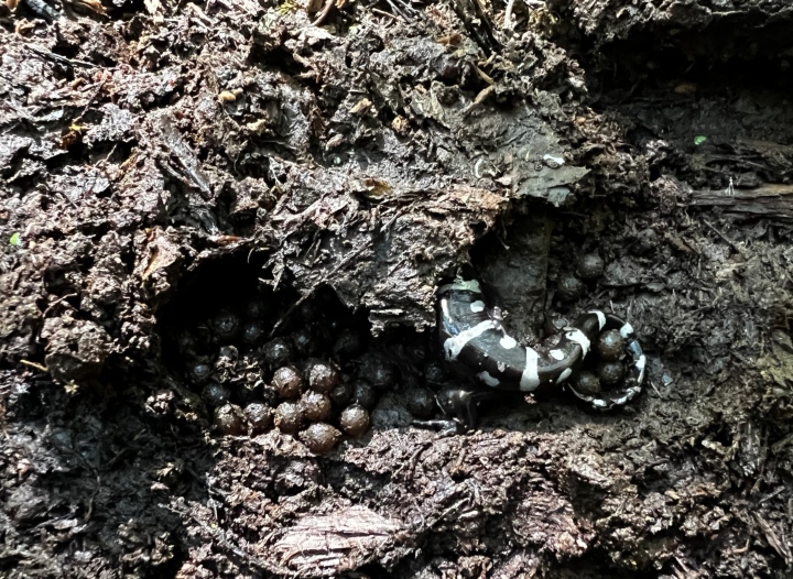 Marbled Salamander